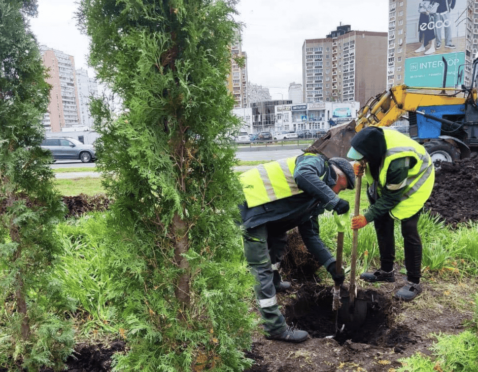 Проспект Бажана тепер прикрашатимуть туї