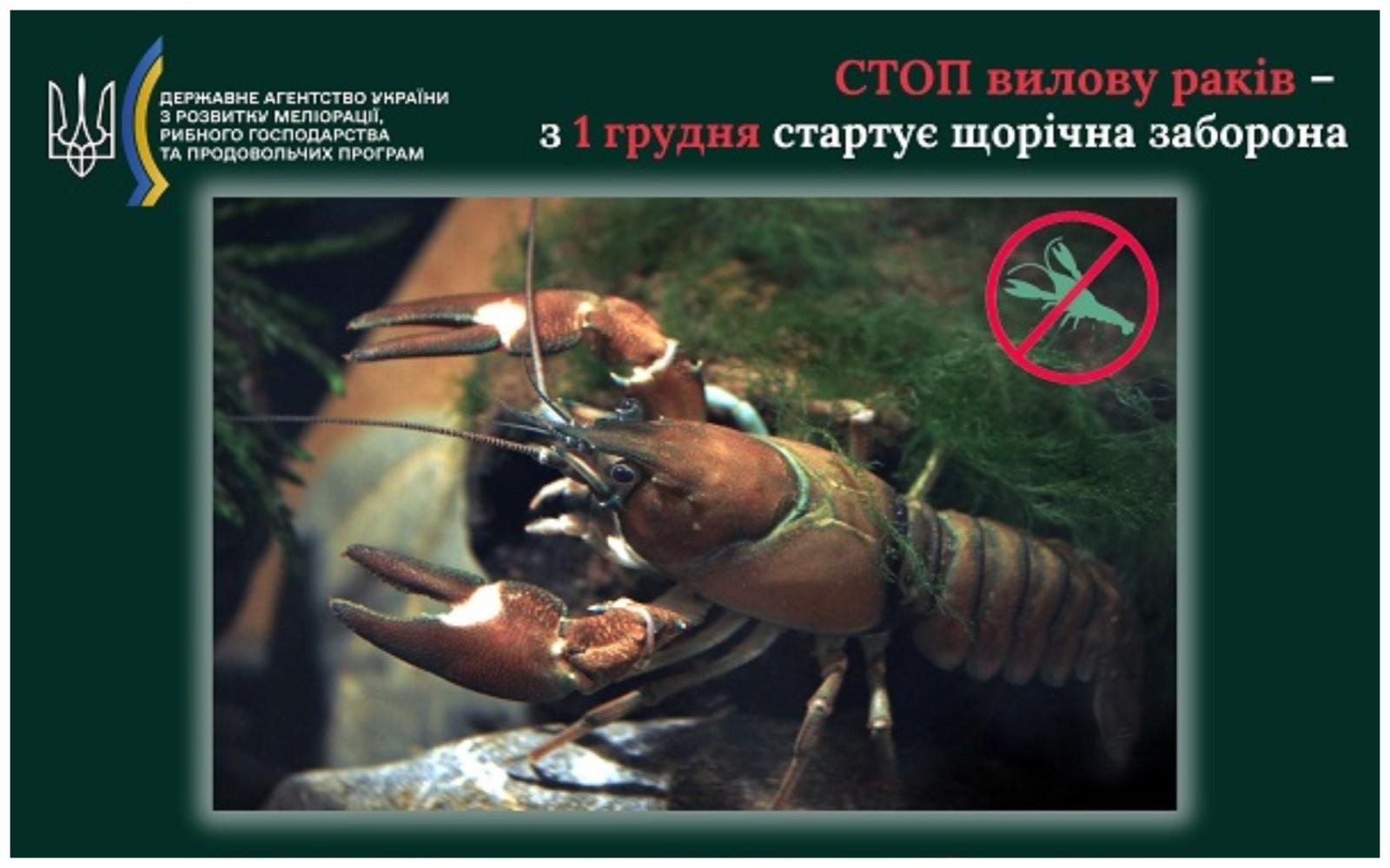 З 1 грудня один виловлений рак коштуватиме понад 3 000 грн: стартує щорічна заборона вилову