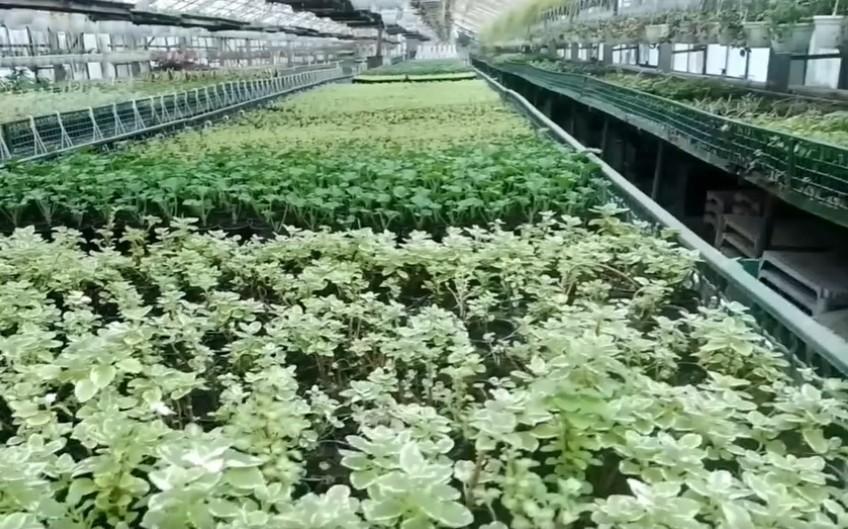 У оранжереях міста панує справжня весна – тут народжується краса для столичних клумб