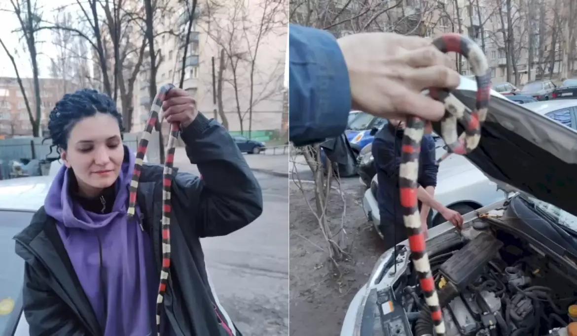 У Києві жінка знайшла під капотом авто екзотичну змію