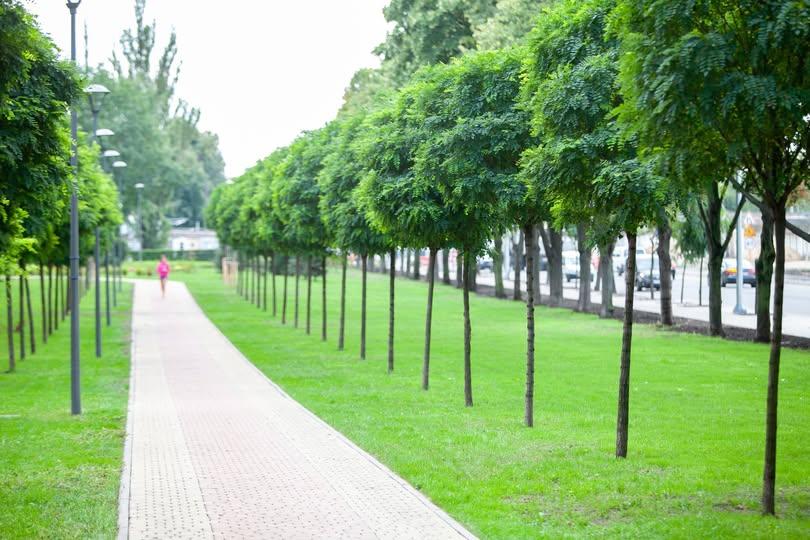 дерева