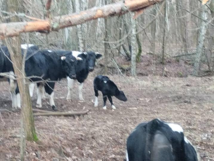 У стаді здичавілих корів Чорнобильського заповідника з’явилось поповнення