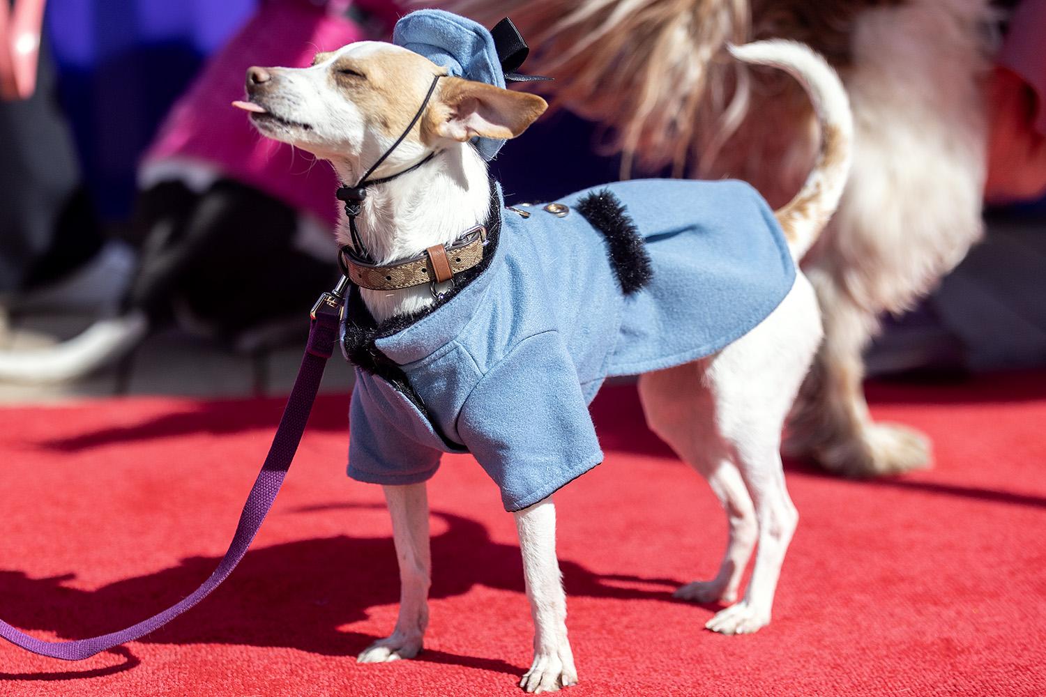 DogFashionShow: перший в Україні масштабний показ мод для та від чотирилапих у Києві