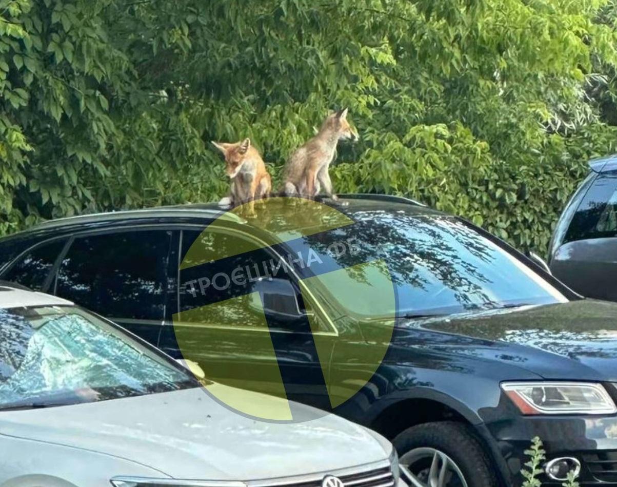 На Троєщині лисиці конкурують з котами та сидять на припаркованих автівках
