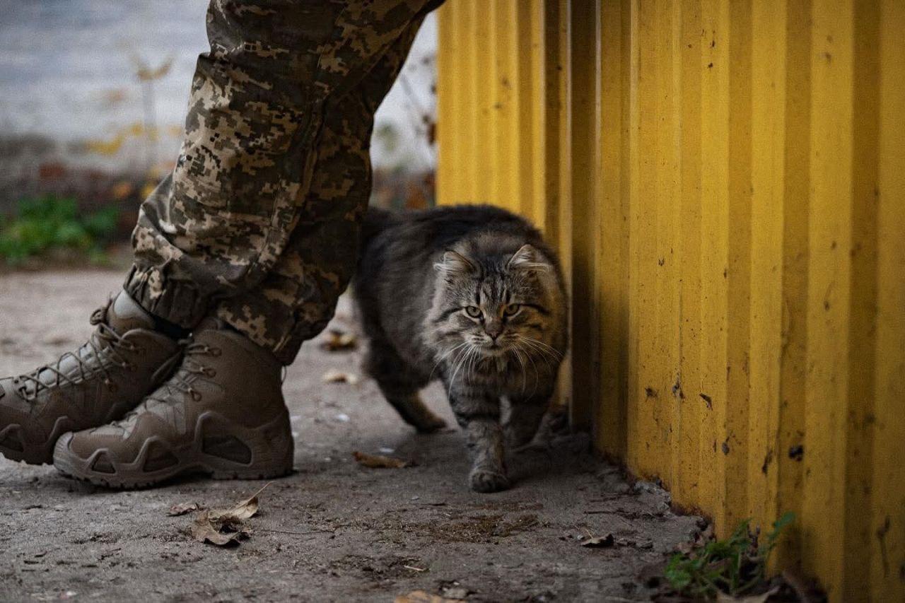 На позиціях десантників немає кота чи пса, який був би «просто тварина»