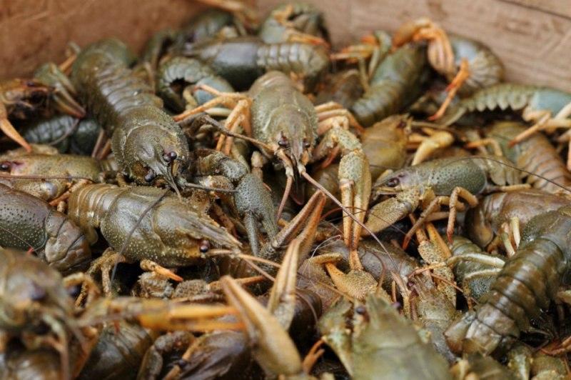 З 1 липня в Україні дозволили ловити раків: що треба знати