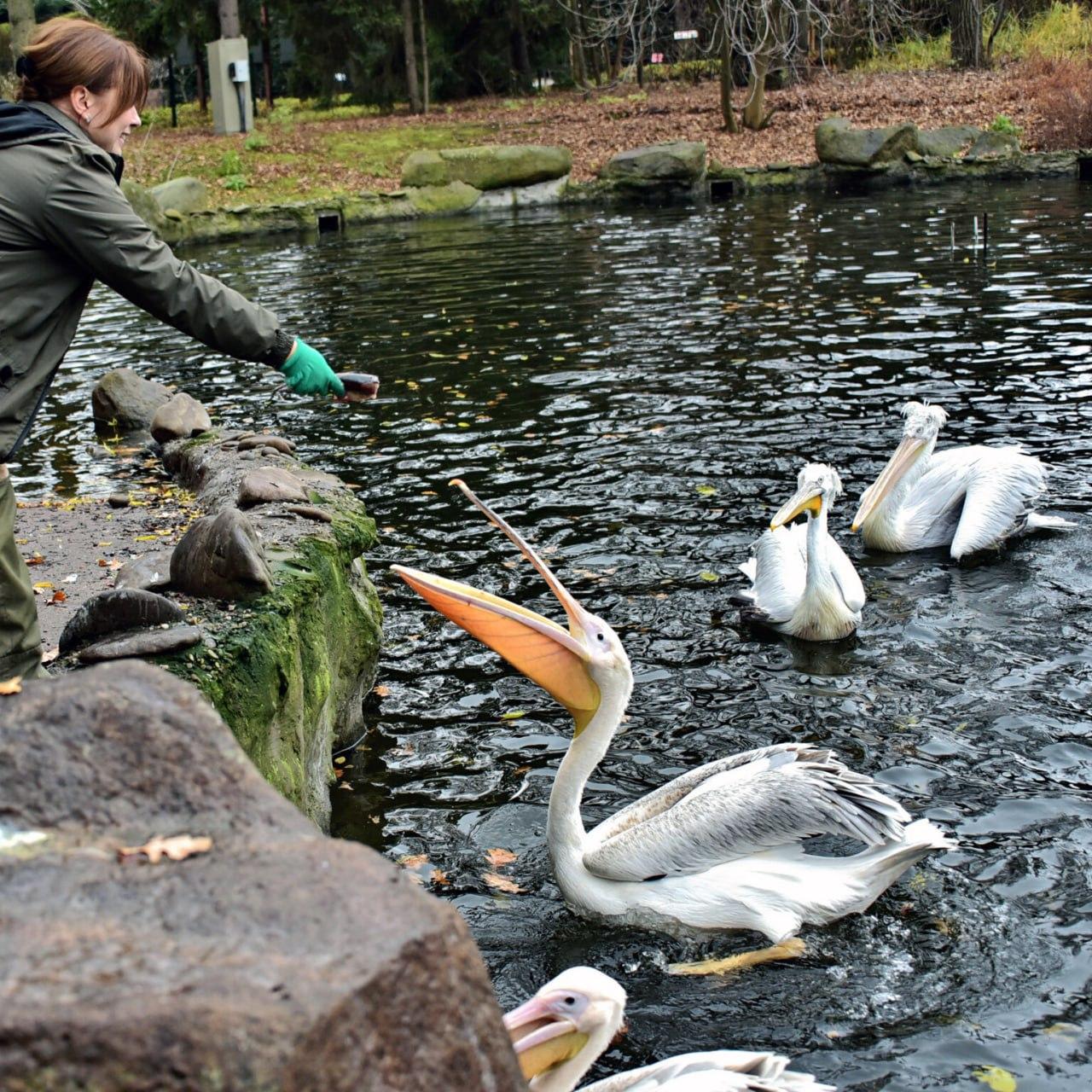 Зоопарк запрошує на останній у цьому сезоні пеліканячий пікнік просто неба