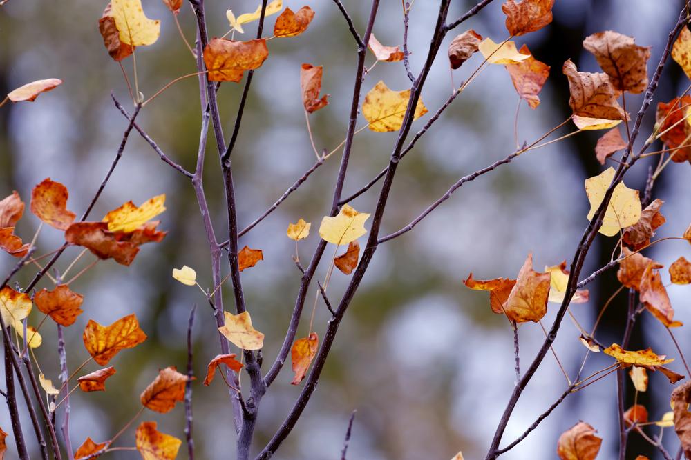 На Київщині погіршиться погода