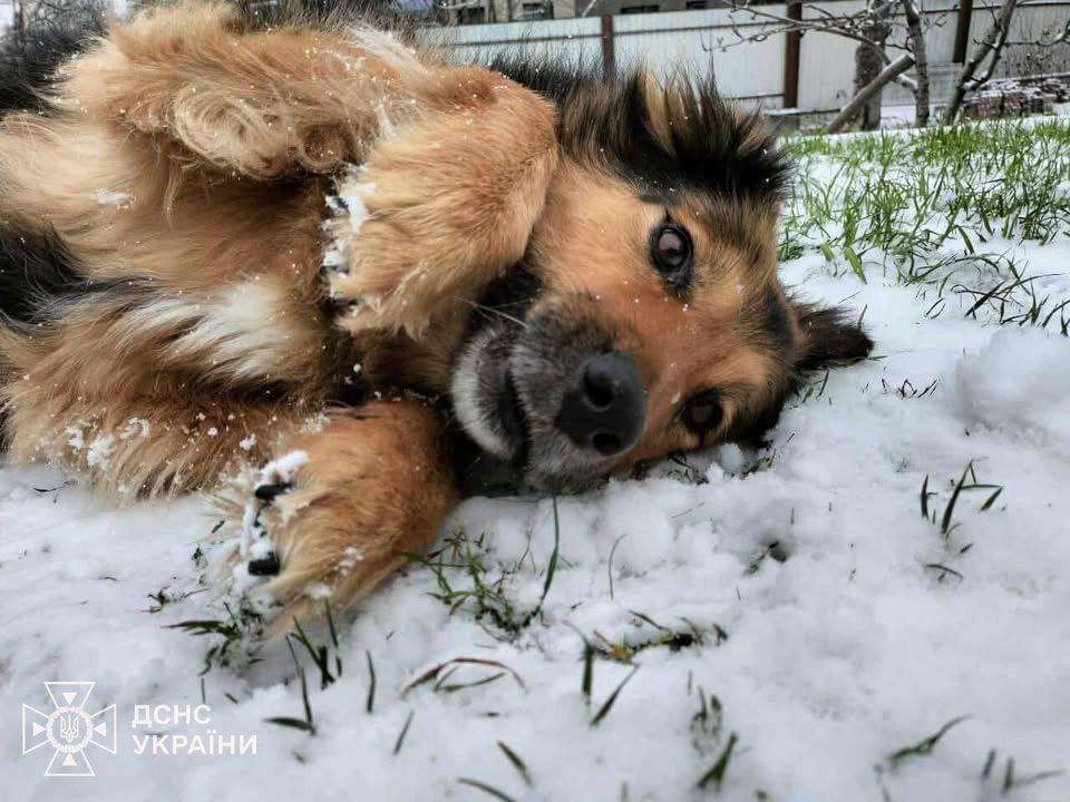 Рятувальники показали, як живе Джессі, яка втратила господаря через обстріл у Києві