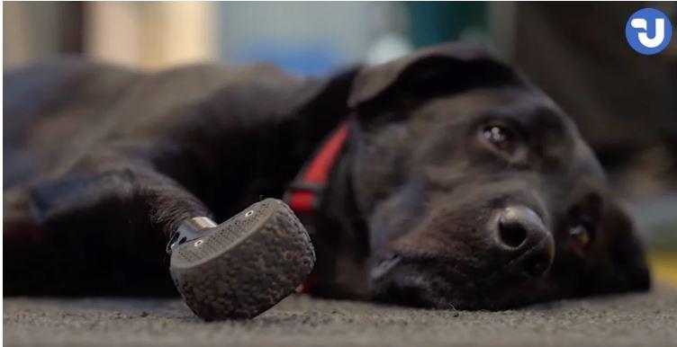 Пес на титанових протезах став улюбленцем ветеранів з “Tytanovi Rehub”