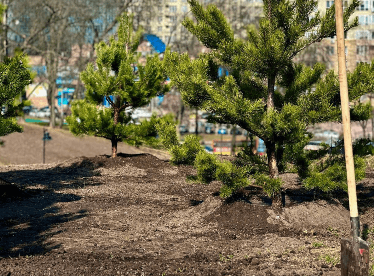 «Ділки» привласнили 6,7 млн грн на закупівлі ґрунтосуміші для столичних парків