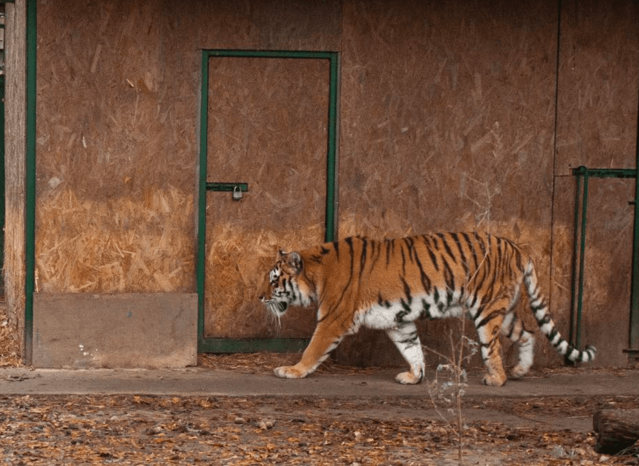 Подаруйте тепло: Центр порятунку диких тварин просить про допомогу