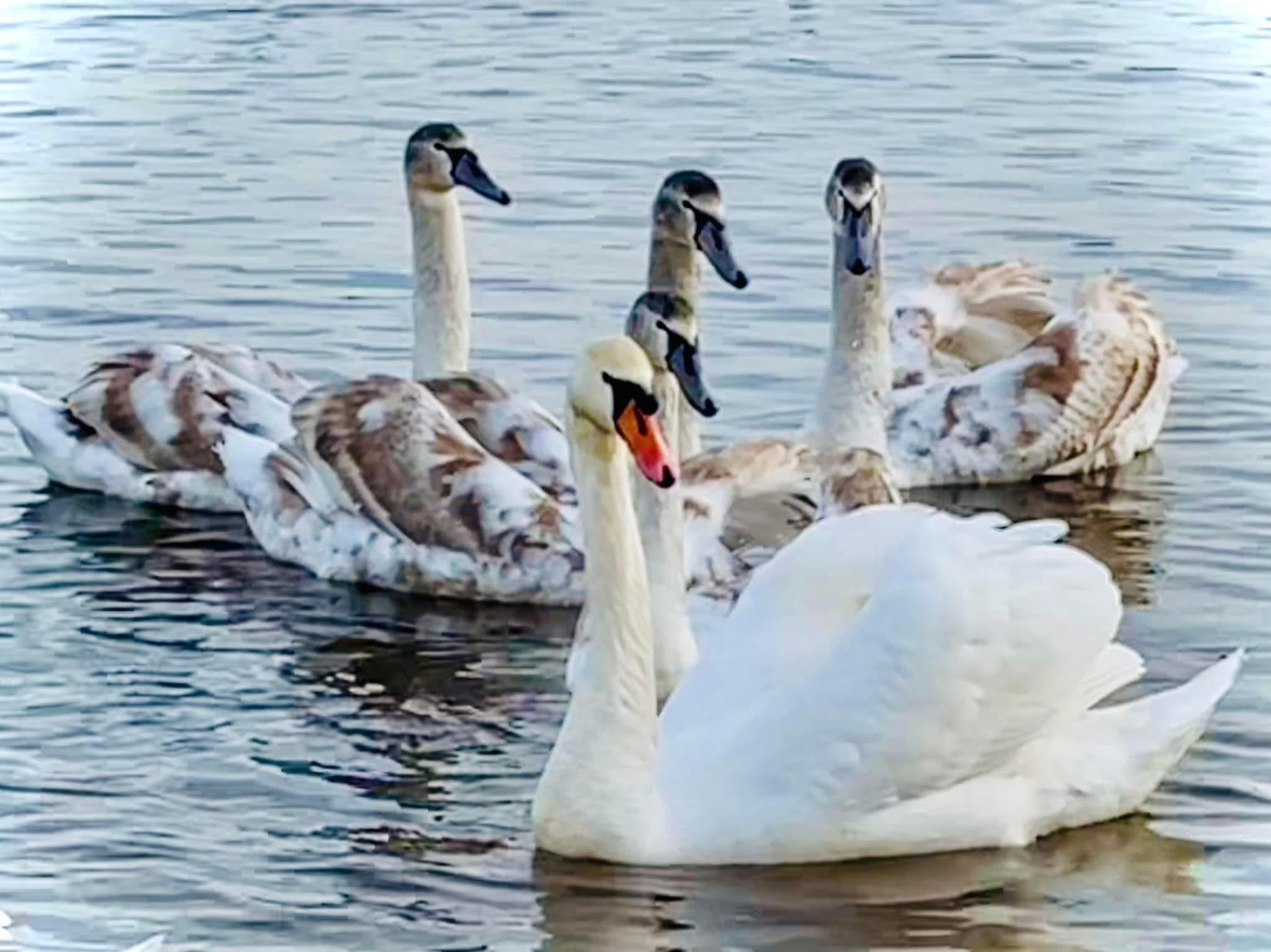 Зимова казка на Оболоні: діти весело катаються з гірки, а поряд плавають сотні лебедів