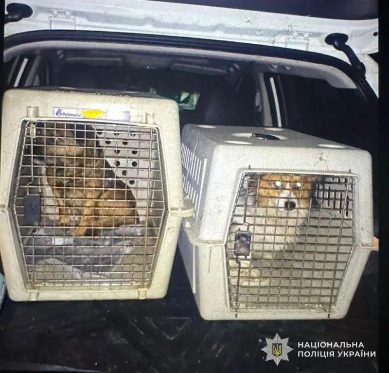 На Львівщині чоловік силоміць заливав собакам горілку в пащу і запостив відео в соцмережі