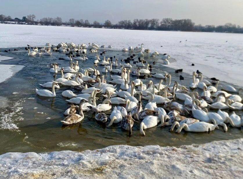Кияни рятували лебедя з Оболоні та просять не годувати птахів тим, що “самі не доїли” (відео)
