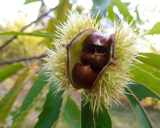 Ботсад Гришка запрошує до школи садівника