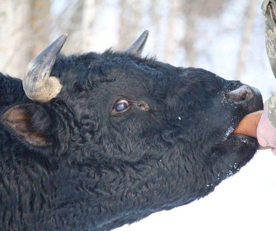 Стадо диких корів у Чорнобильському заповіднику демонструє чудову форму попри морози і вовків