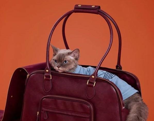 Спортивний бренд випустив колекцію одягу для котів та псів – фото