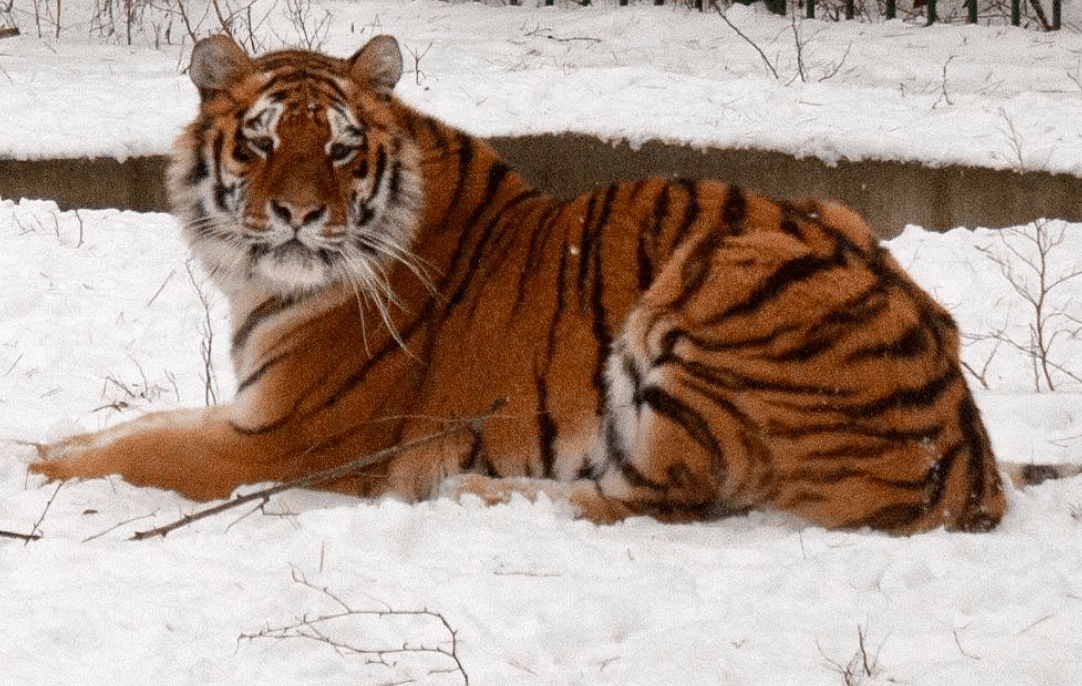 У Центрі порятунку тваринам не вистачає тепла: як допомогти