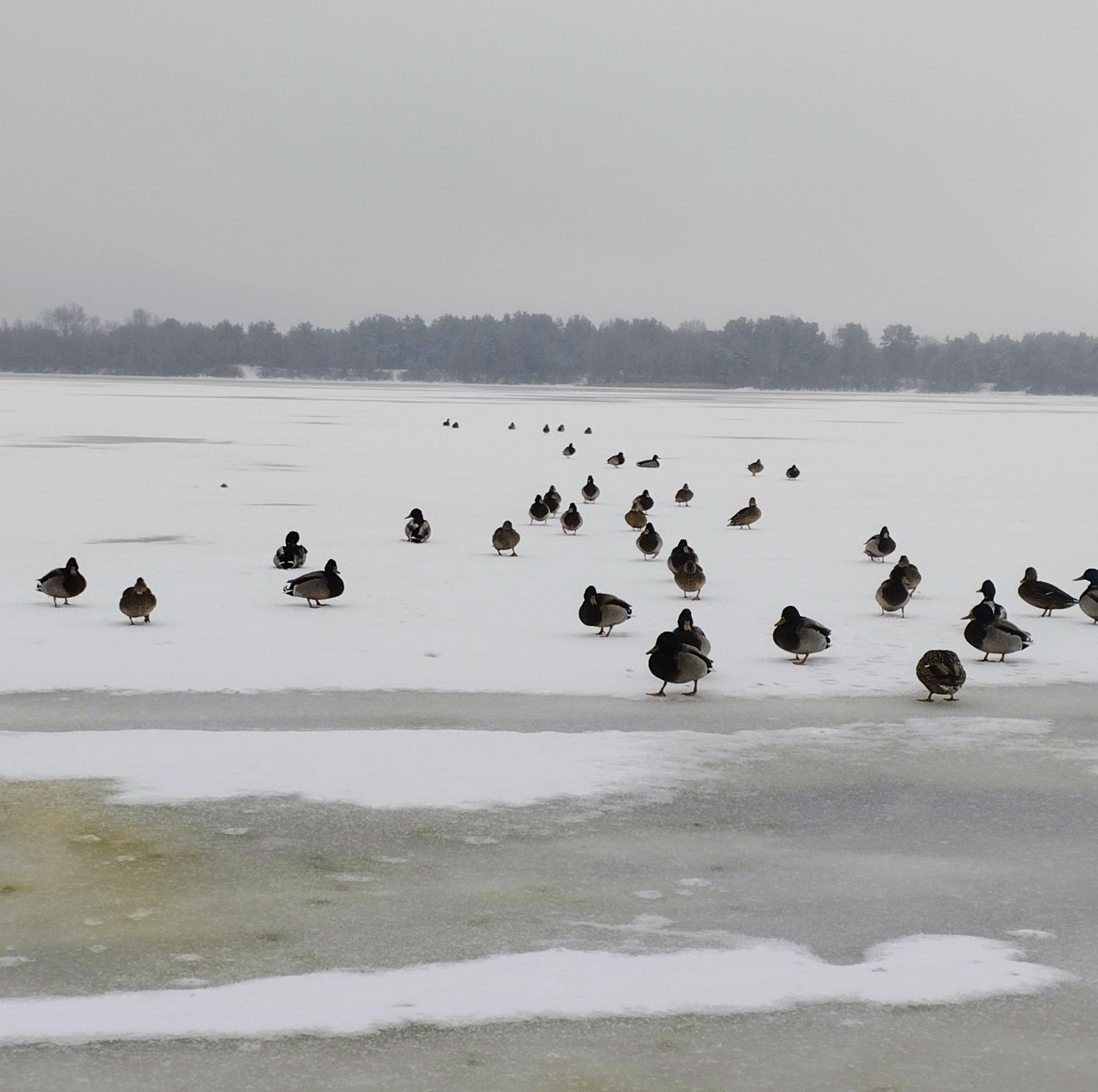 Січень у Києві видався холоднішим за норму на 4,4°C