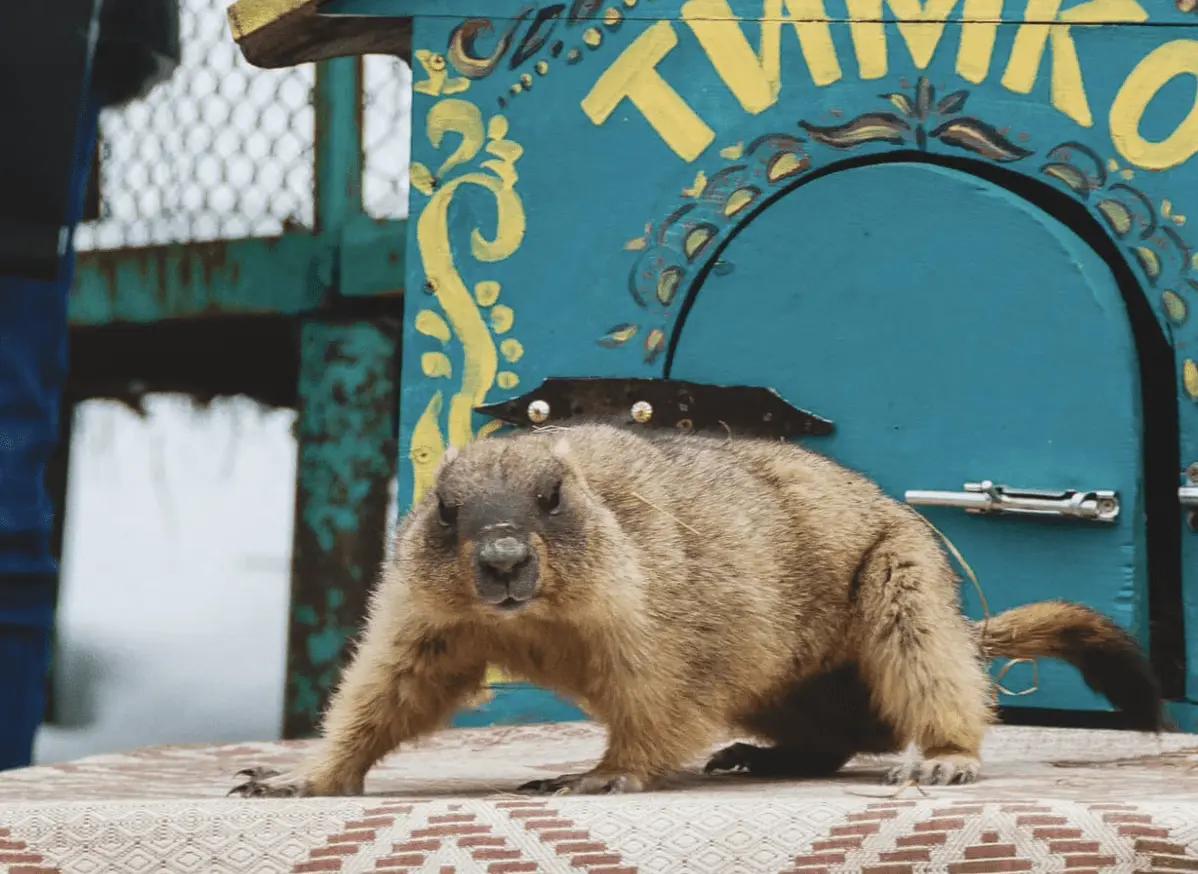Бабак-віщун Тимко «напророчив», коли прийде справжня весна
