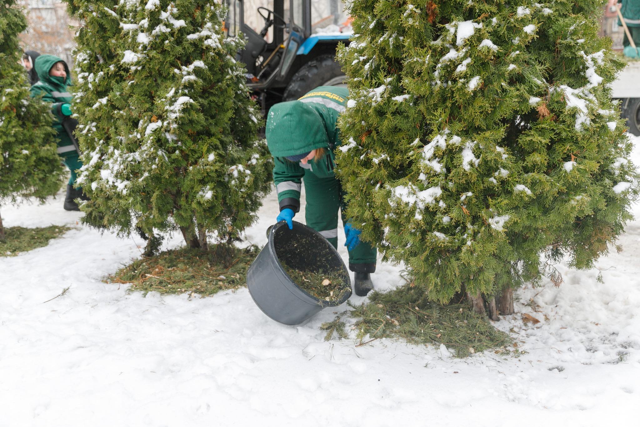 Один з найкращих результатів: скільки ялинок здали кияни на екологічну переробку