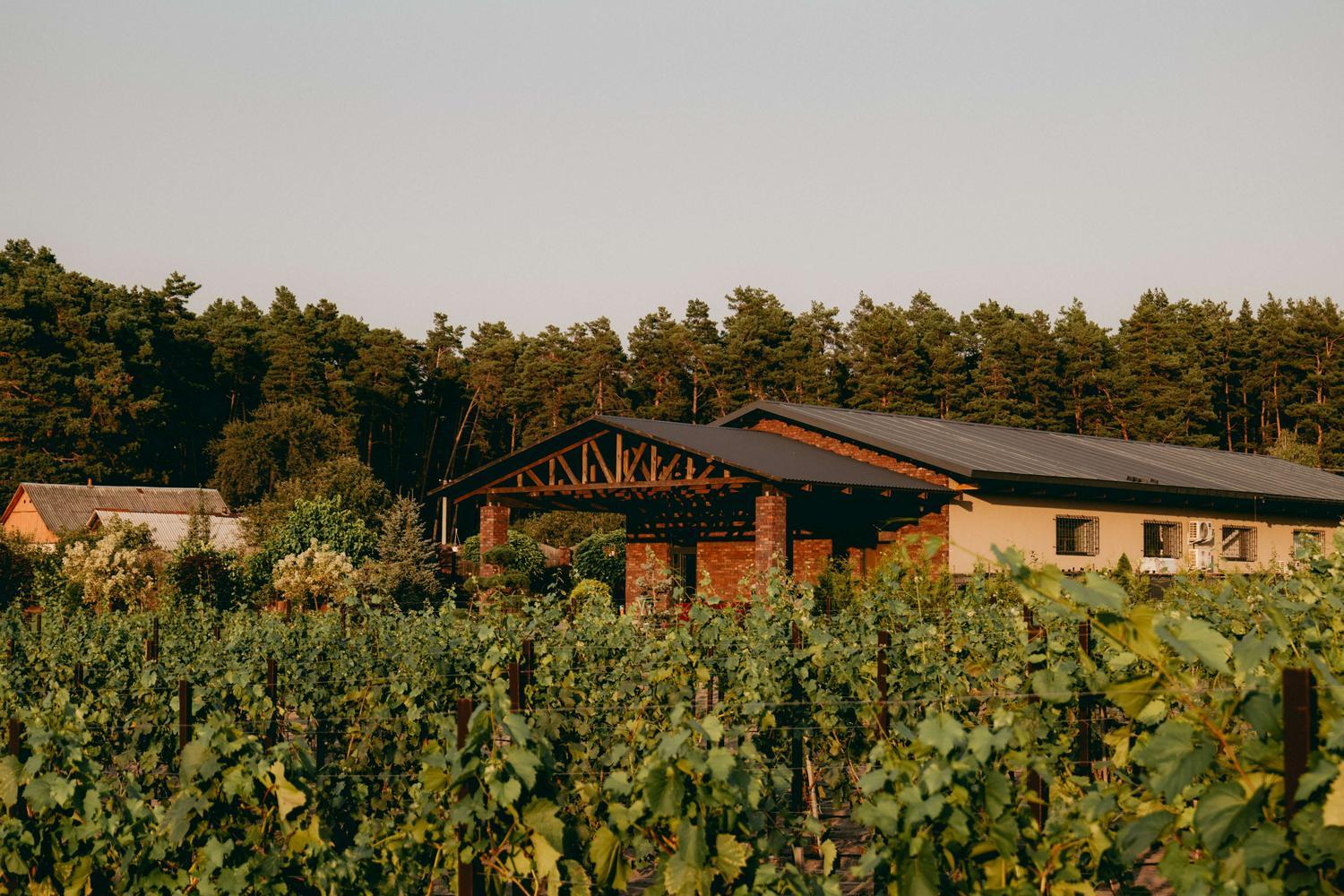 Українське вино вибороло золото на міжнародному конкурсі у Франції