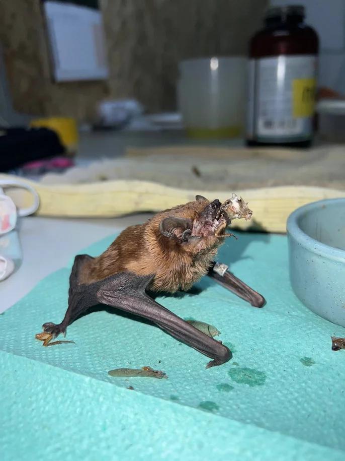 У Харкові на балконі квартири виявили понад 900 кажанів, які зимували там кілька років