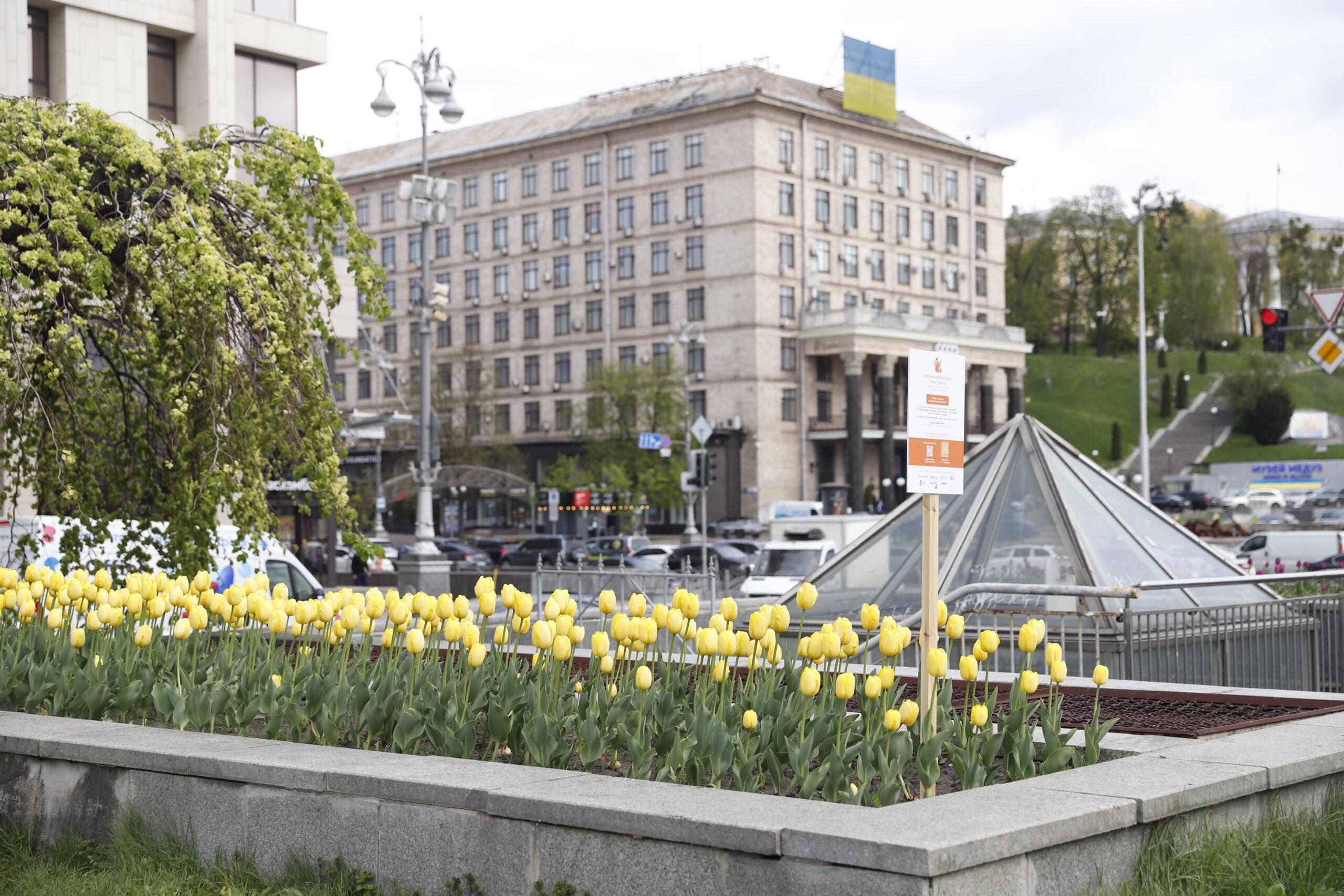Київська весна в голландських барвах: у столиці починають квітнути тюльпани