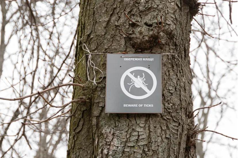 У Києві побільшало заражень хворобою Лайма від кліщів — як убезпечитись і що робити при укусах