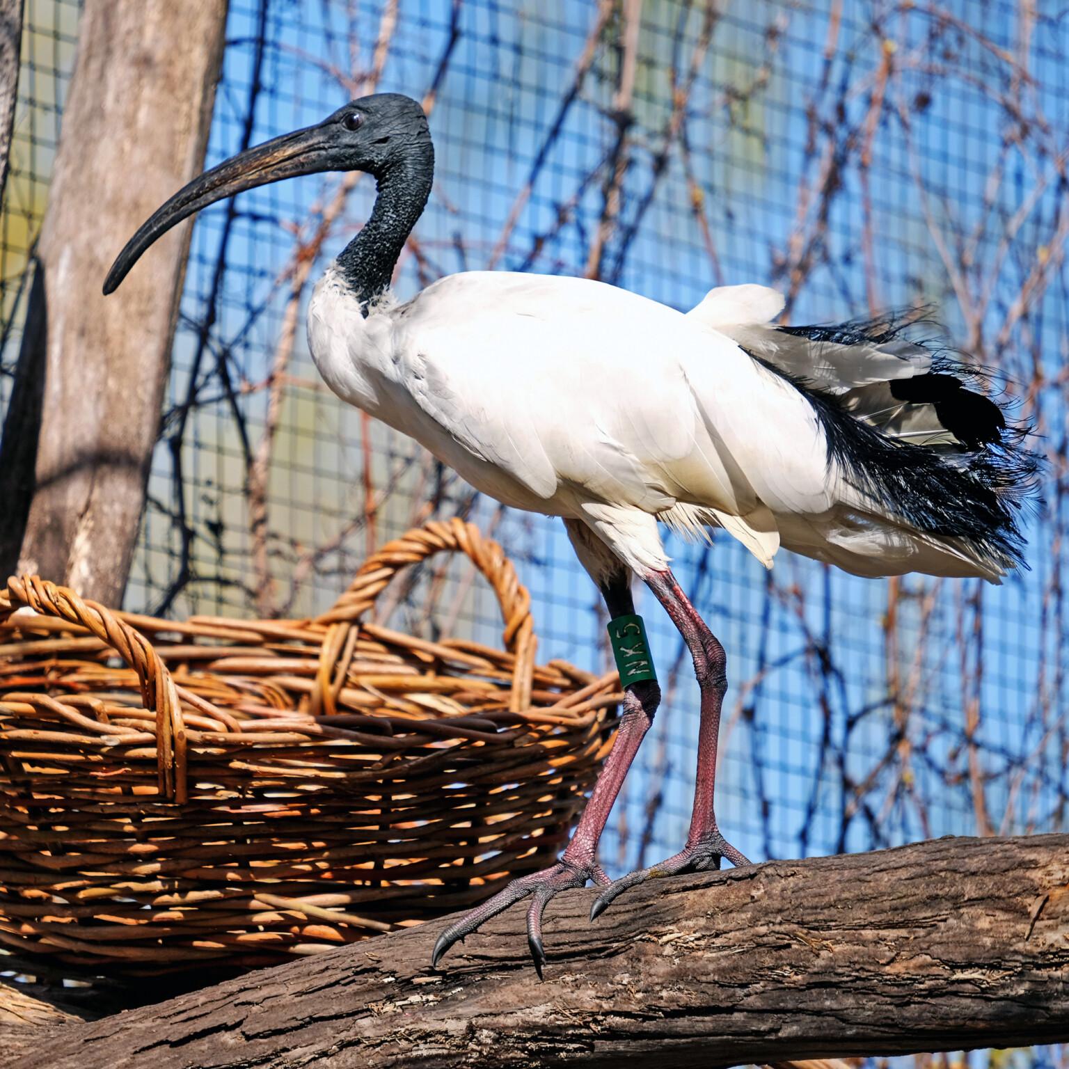 Весняне переселення: ібіси, коровайки та чепури вже на літньому майданчику КиївЗоо
