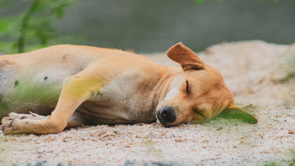 У Гостомелі охоронець вбив собаку у супермаркеті: за справу взялась поліція