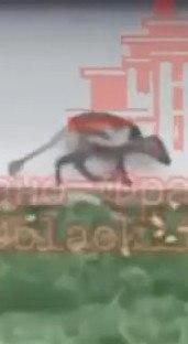 На Прикарпатті зафіксували невідому тварину: у мережі знову згадали про «чупакабру»