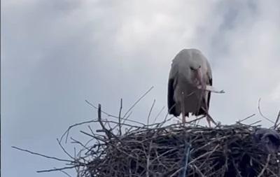 На Вінничині люди підгодовують лелеку, яка сама висиджує яйця після загибелі партнера