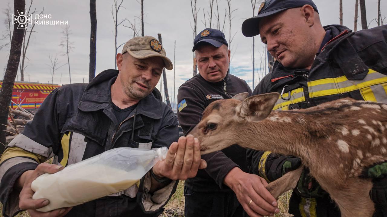 У передмісті надзвичайники врятували з вогню двох оленят (відео)