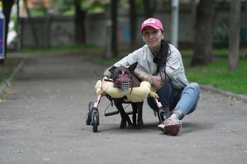 У Дніпрі собаку, яку покинули під час евакуації, рятують стовбуровими клітинами людських зубів