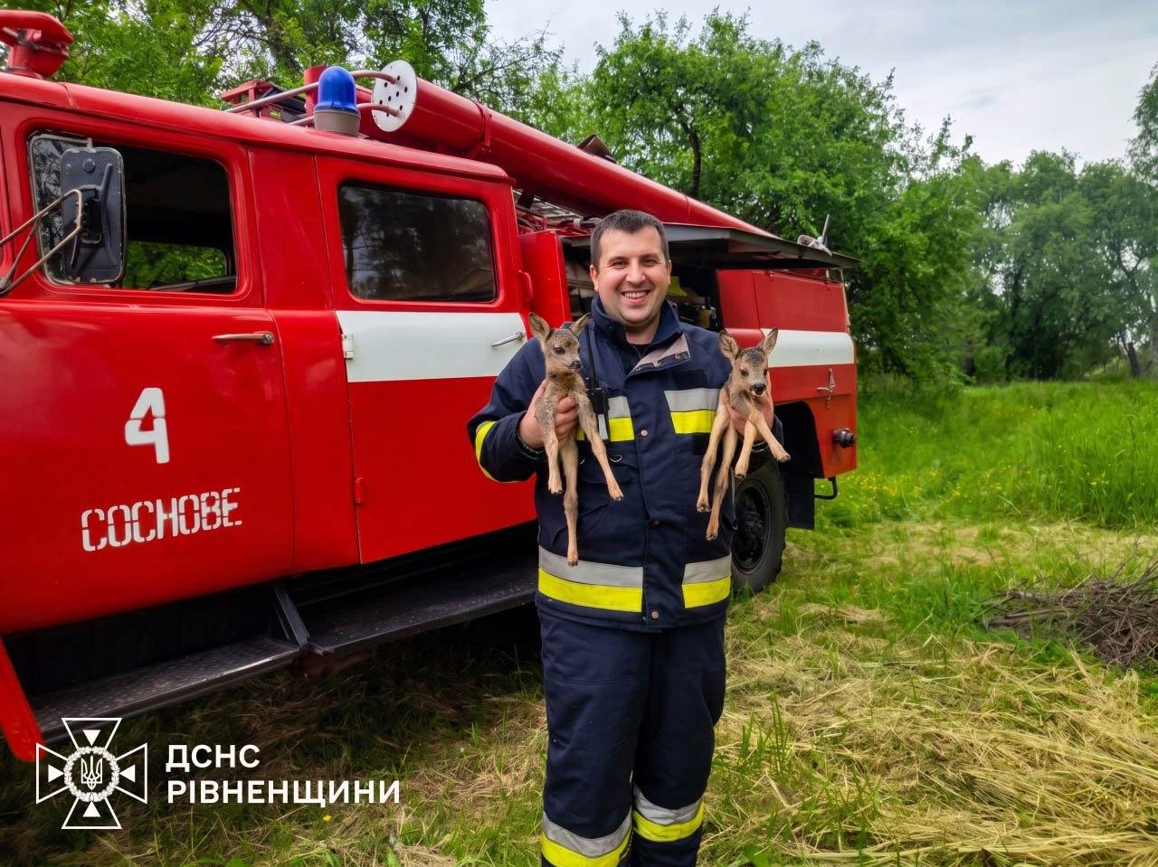 На Рівненщині двох оленят врятували з вогняної пастки