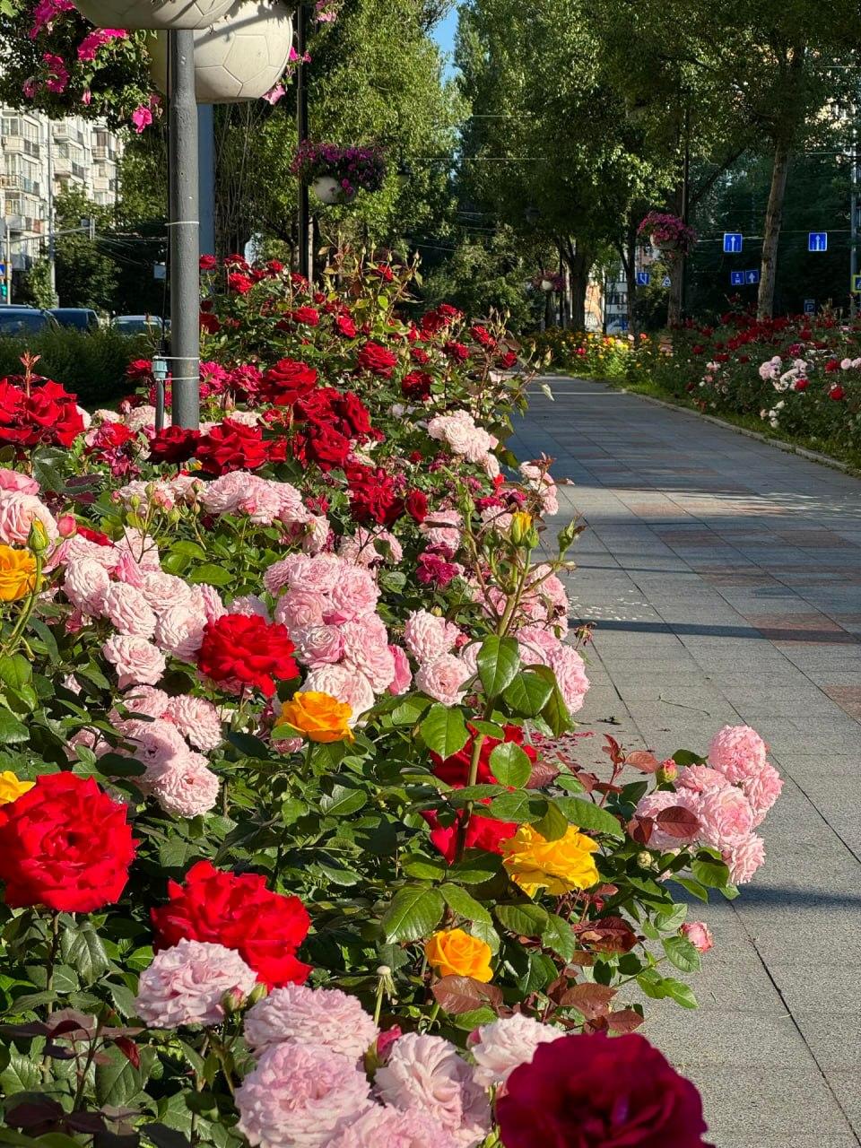 На бульварі Лесі Українки розквітли троянди – фото