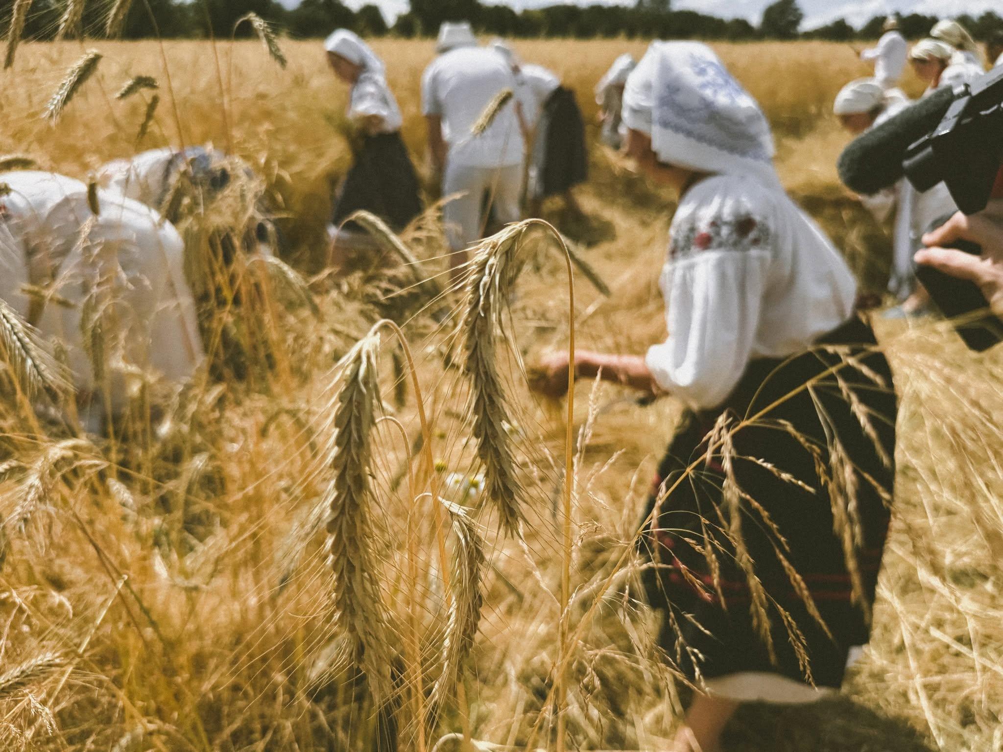 У Музеї просто неба відбудеться Свято українського хліба з обрядом «Зажинки»