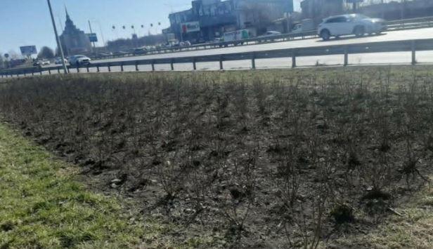 Екзотичні кущі замість ремонтів мостів: «Київавтодор» звинувачують у розтраті 76 мільйонів гривень