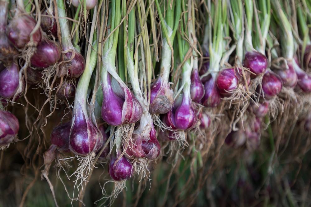 Де у Києві у вихідні проходитимуть продуктові ярмарки: локації