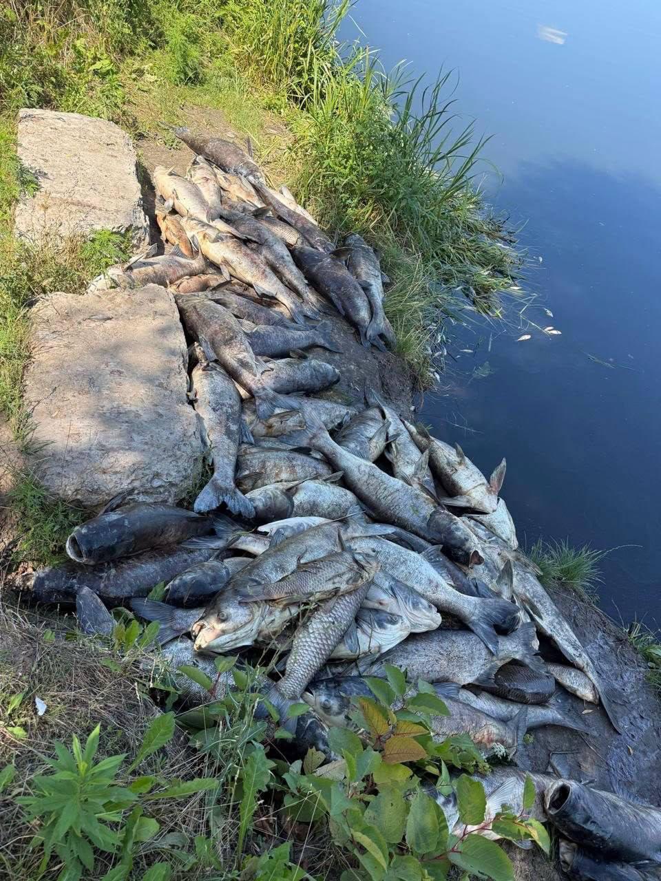 Масовий мор риби на Київщині міг статись через витік стічних вод під час ремонту