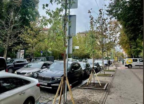 Загиблі платани на Прорізній замінили